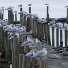 Bad Zwischenahn - Auch die Vögel wissen, wo es schön ist ...