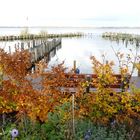 Bad Zwischenahn  -  Blick vom Kurpark über`s Zwischenahner Meer ...