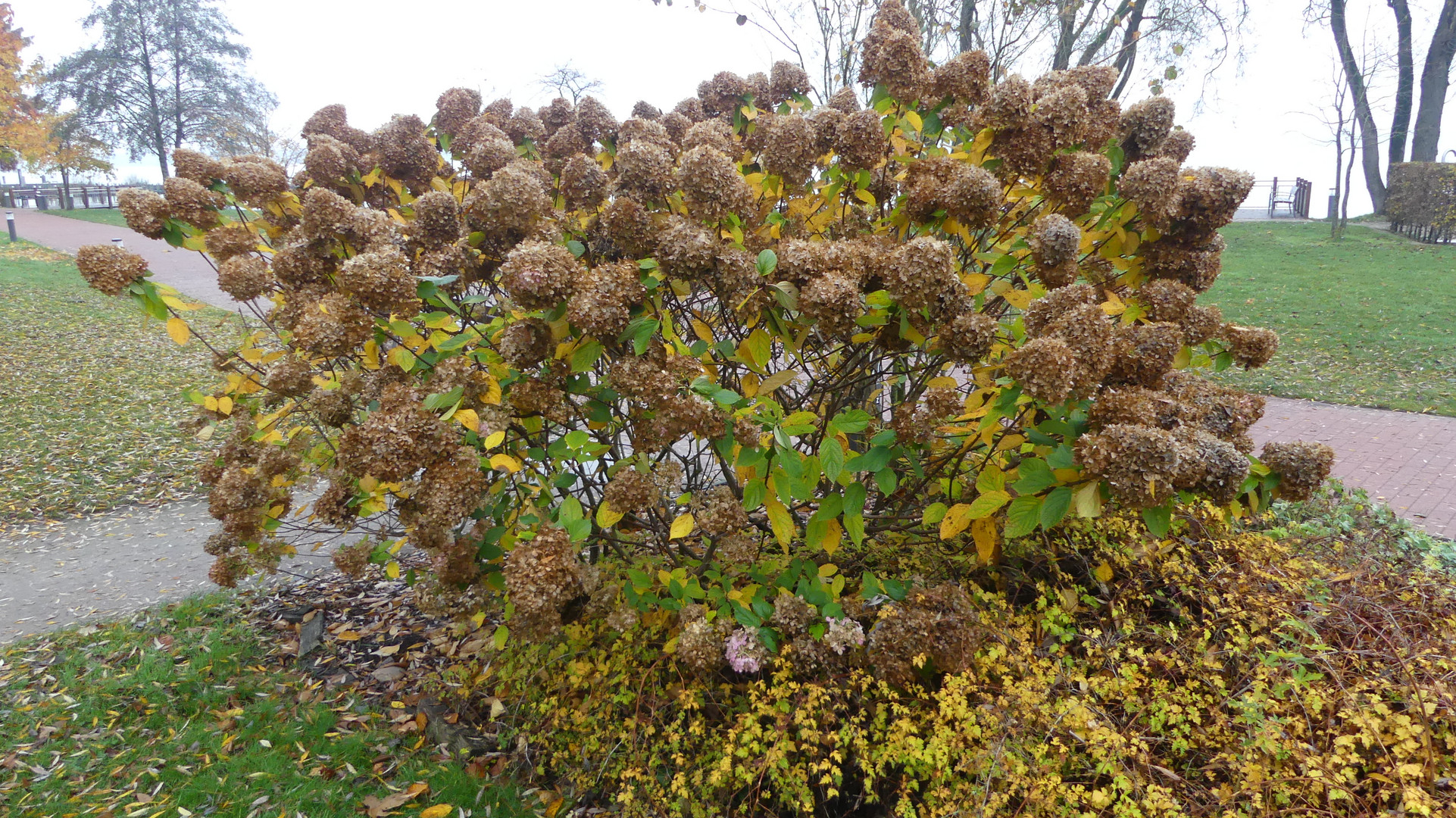 Bad Zwischenahn  -  Hortensienstrauch im Kurpark in Herbststimmung