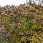 Bad Zwischenahn  -  Hortensienstrauch im Kurpark in Herbststimmung