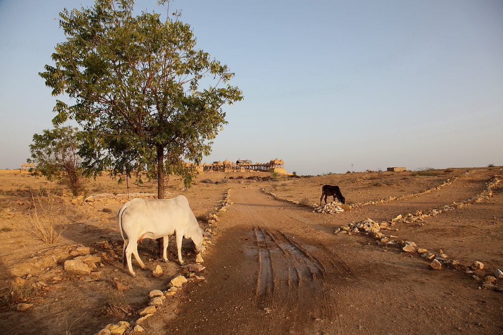 Bada Bagh Jaisalmer