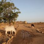 Bada Bagh Jaisalmer