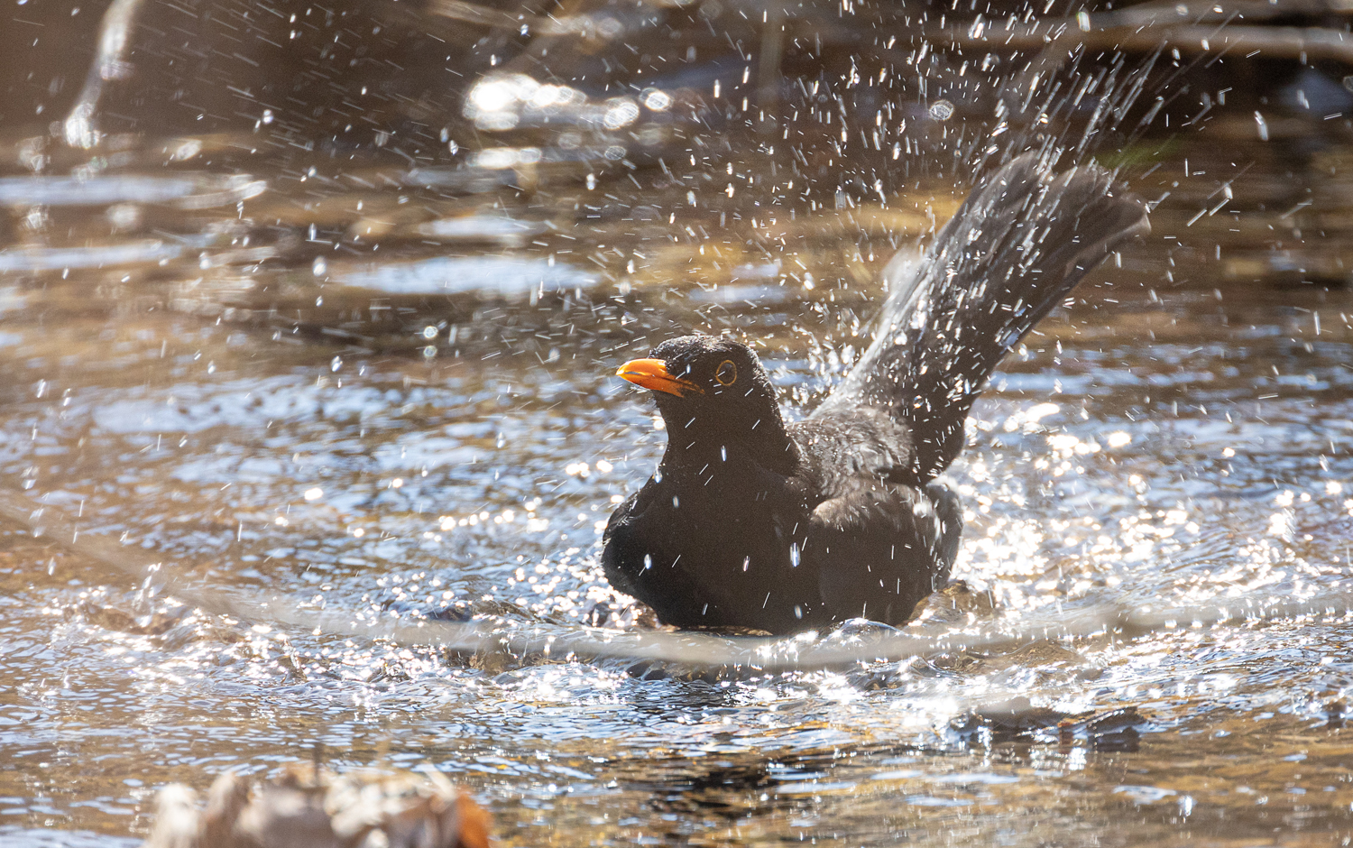 *** BADE - AMSEL ***