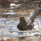 *** BADE - AMSEL ***