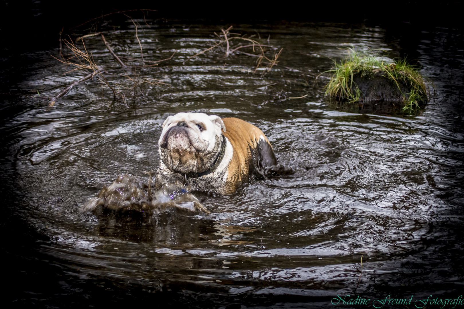 Bade Bulldogge