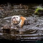 Bade Bulldogge