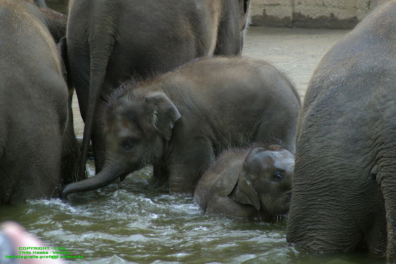 Bade-Tag im Zoo