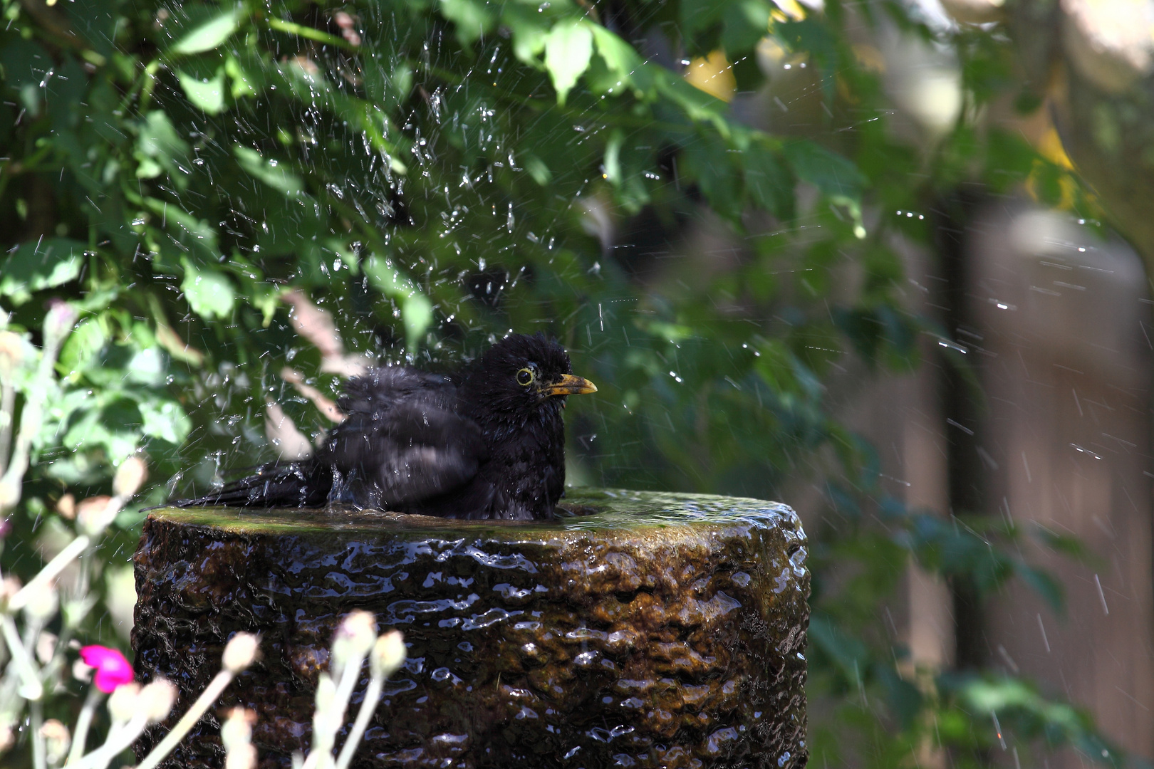 Badeamsel