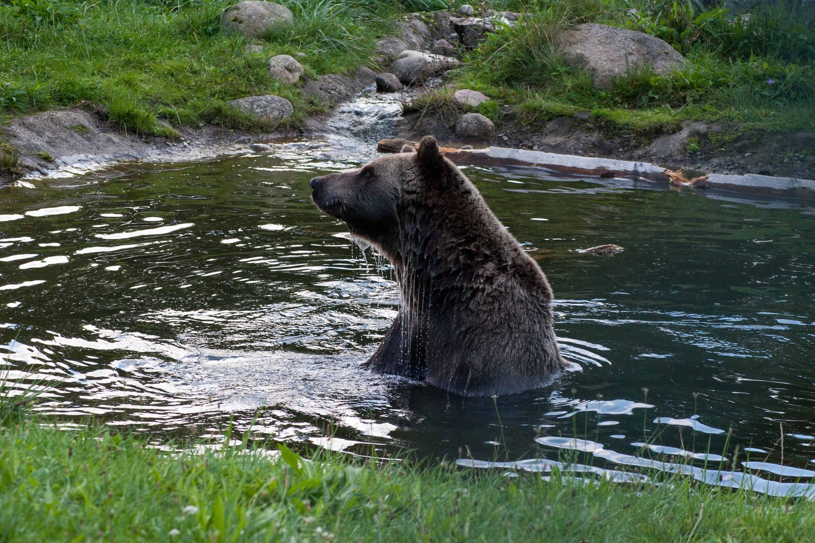 Badebär