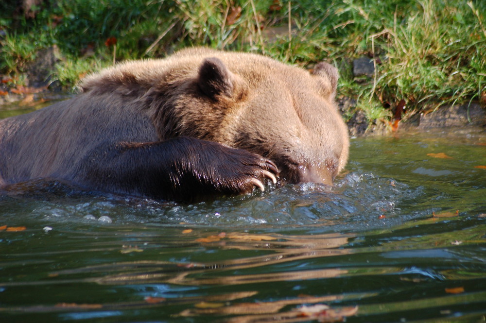 Badebär