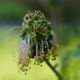 der kleine Wiesenknopf