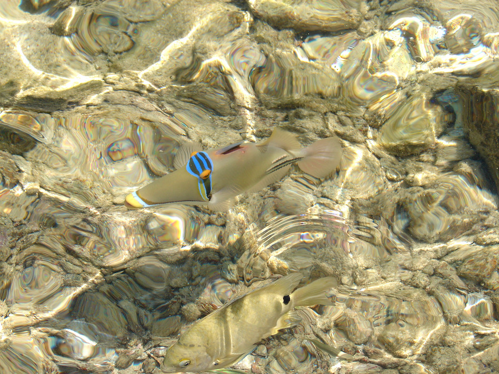 Badebegleiter im Meer von Sharm El Sheikh