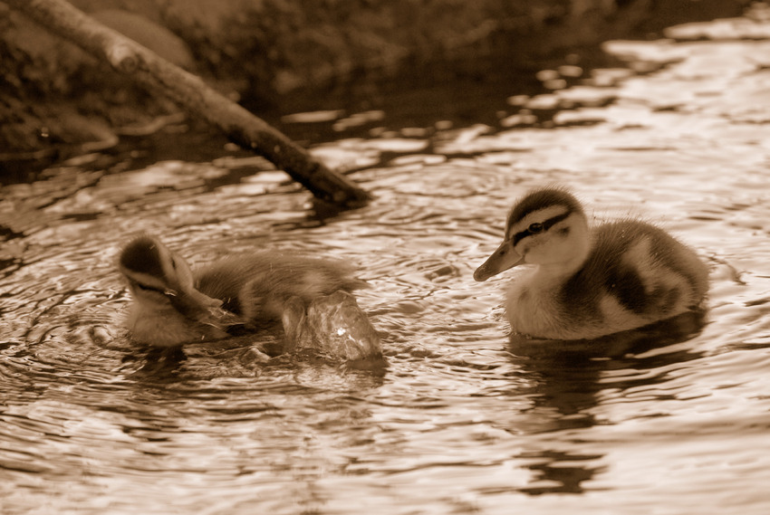 Badeentchen