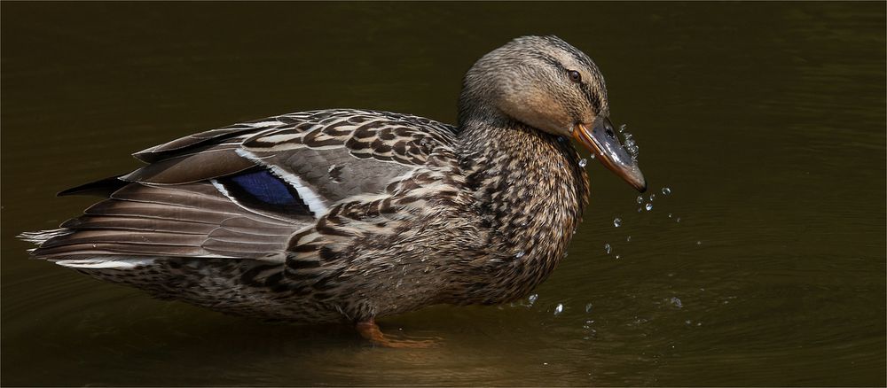 Badeentchen