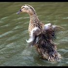 Badeente