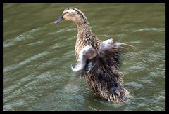 Badeente