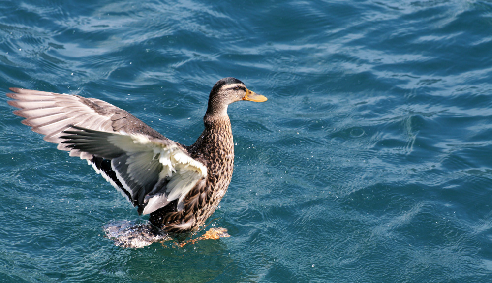 Badeente