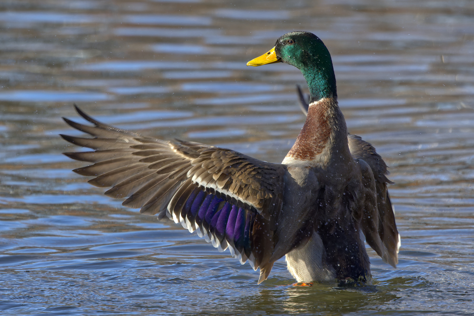 Badeente