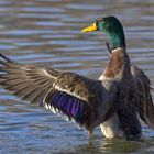 Badeente