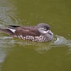 Badeente