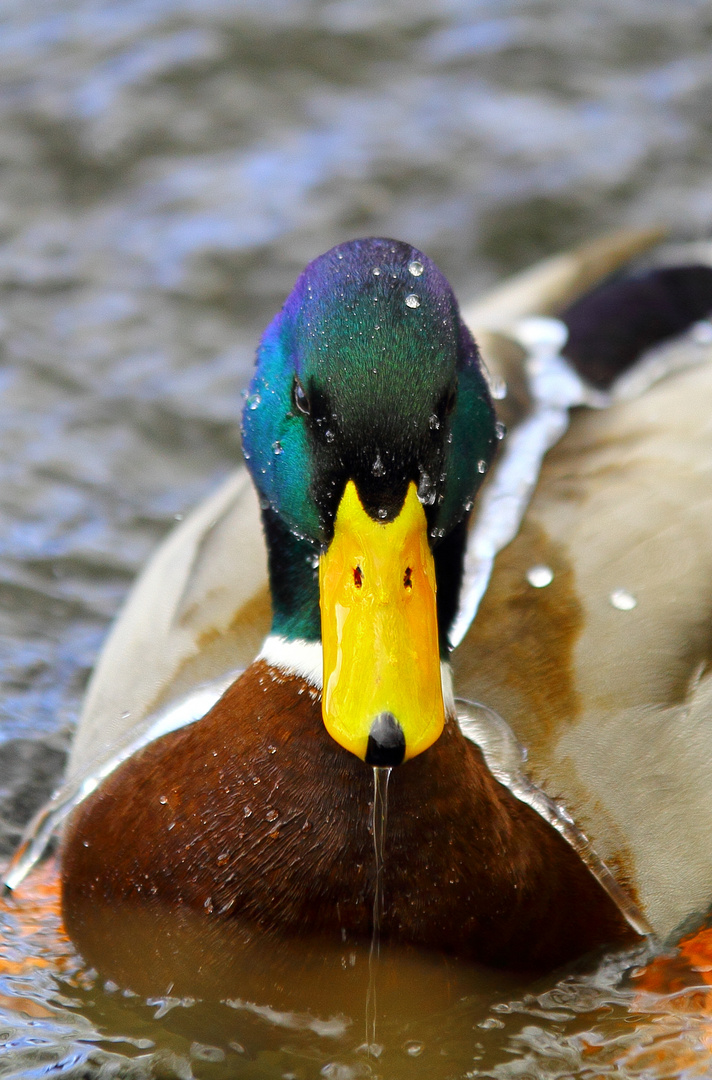 Badeente