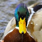 Badeente