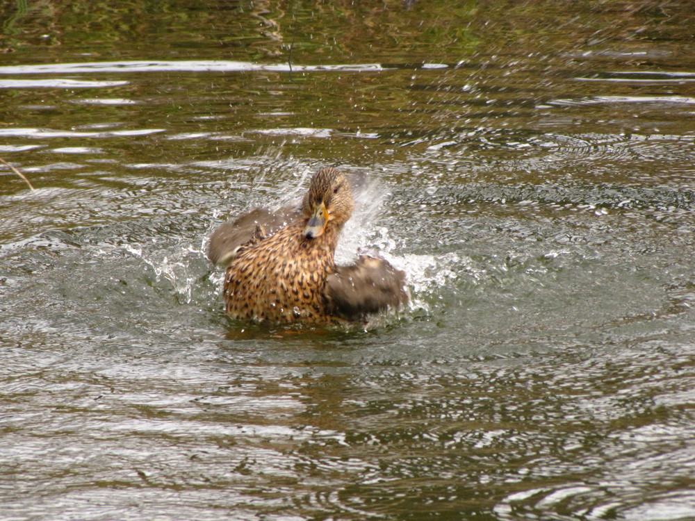 Badeente