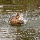 Badeente