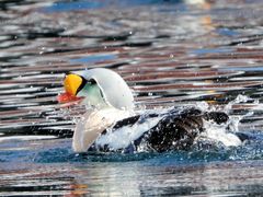 Badeente