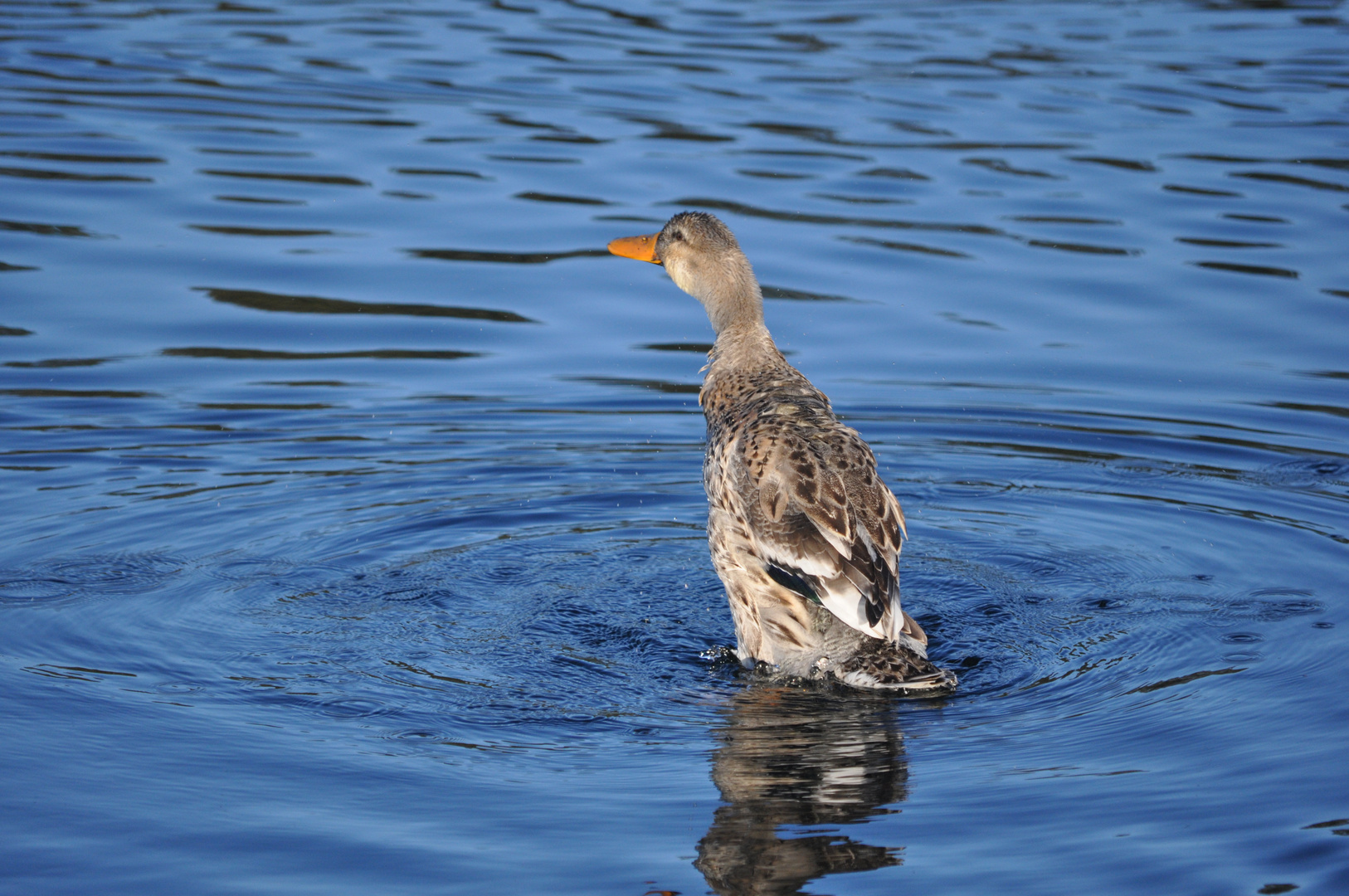 Badeente