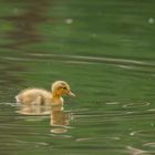 Badeente