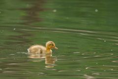 Badeente