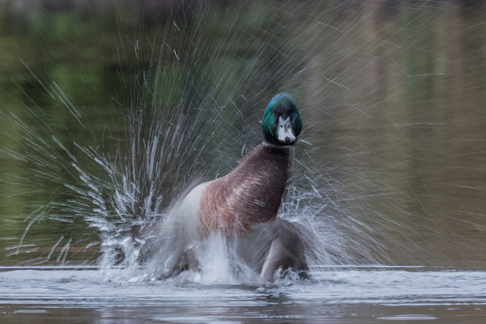 Badeente