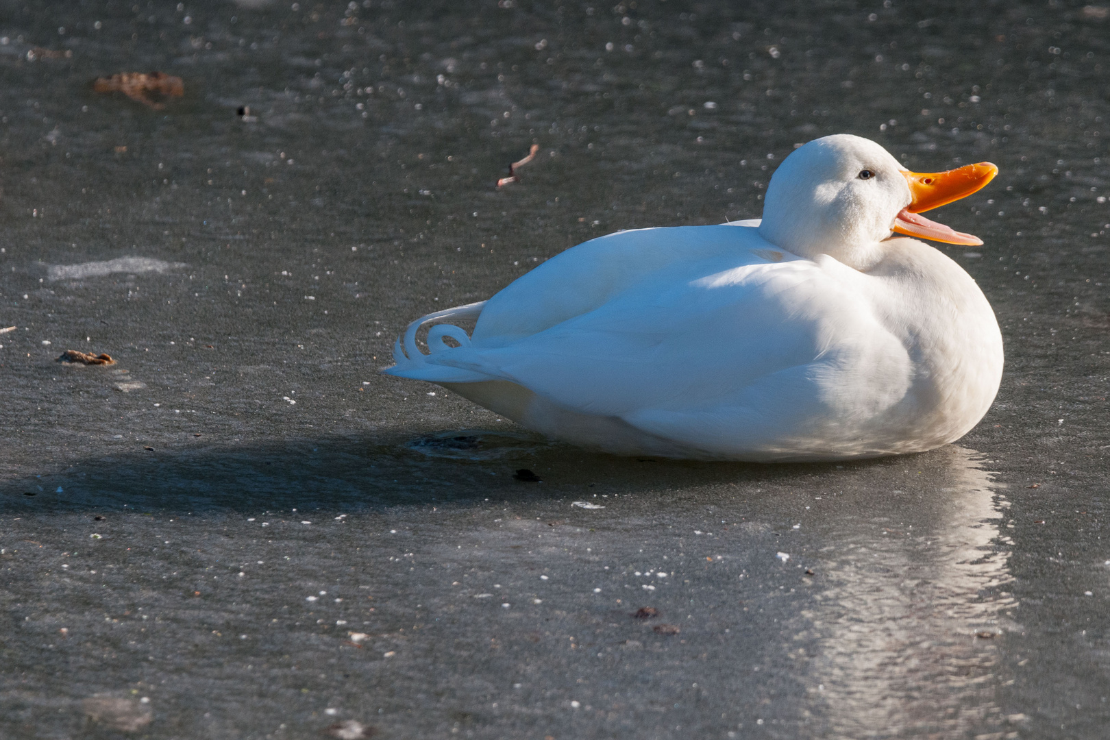 Badeente auf Eis