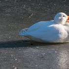 Badeente auf Eis