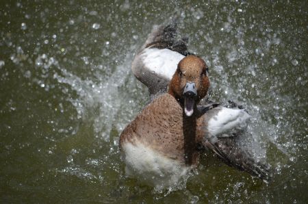 Badeente...