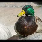 Badeente