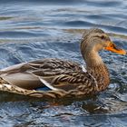 Badeente