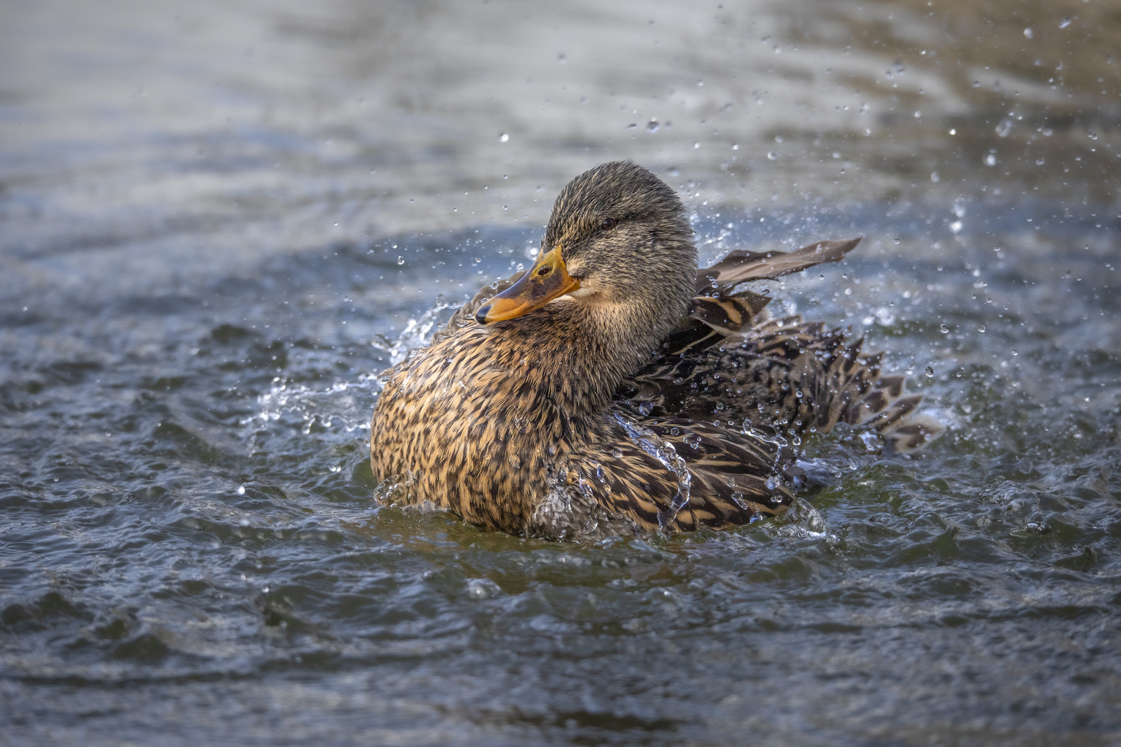 Badeente