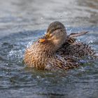 Badeente