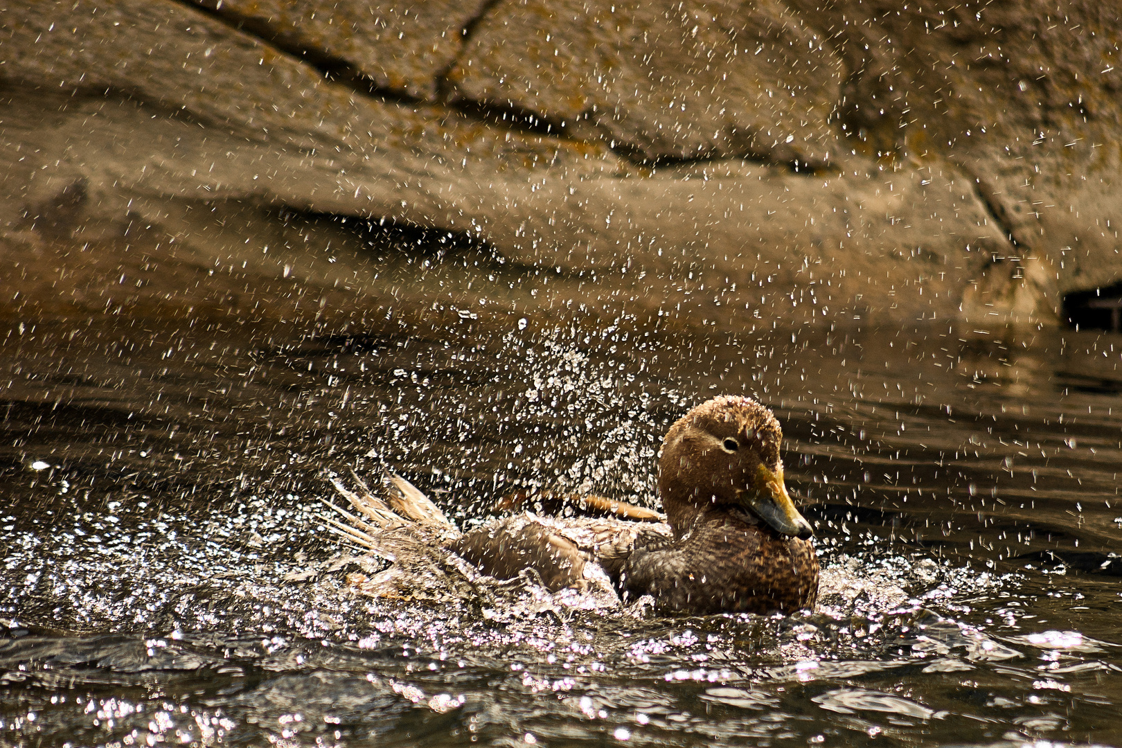 Badeente im Zoo am Meer