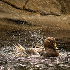 Badeente im Zoo am Meer