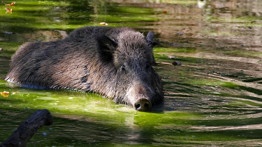 Badefreuden ...