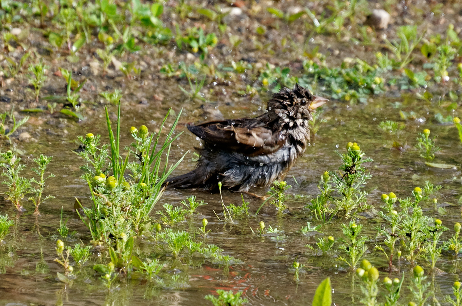 Badefreuden