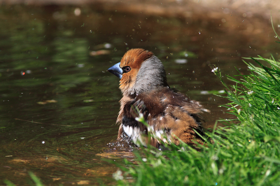 Badefreuden