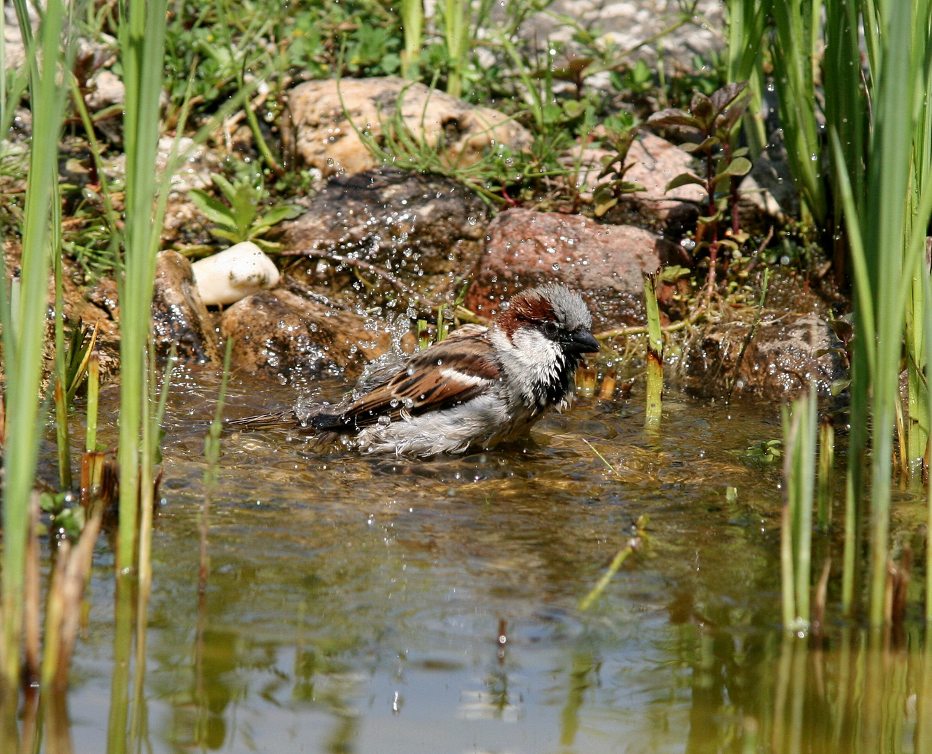 Badefreuden