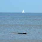 Badefreuden an der Nordsee