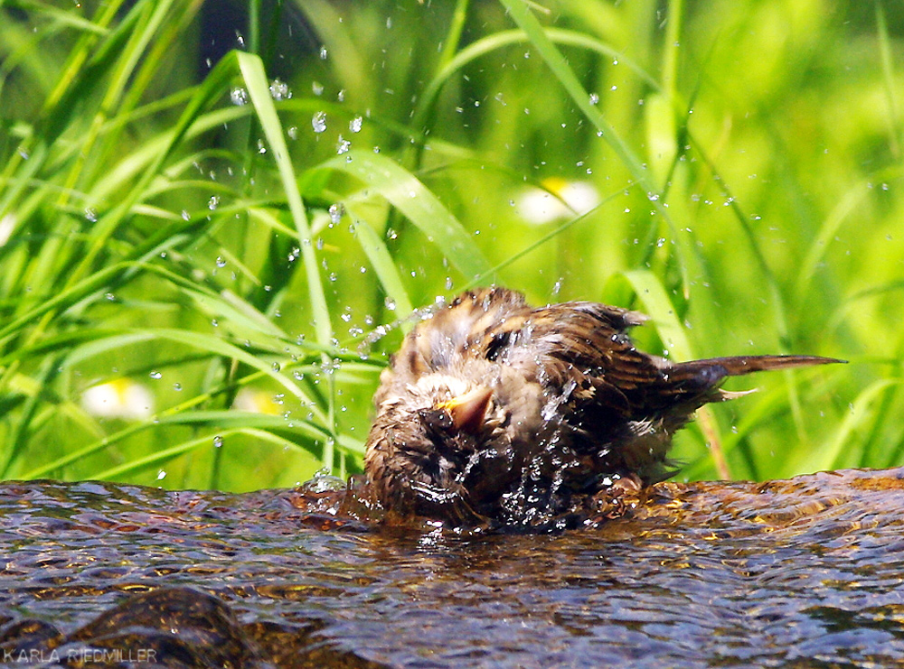 .. Badefreuden ...............