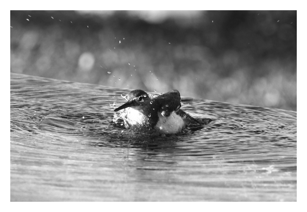 Badefreuden... im Swimmingpool