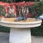 Badegäste am Vogelbrunnen